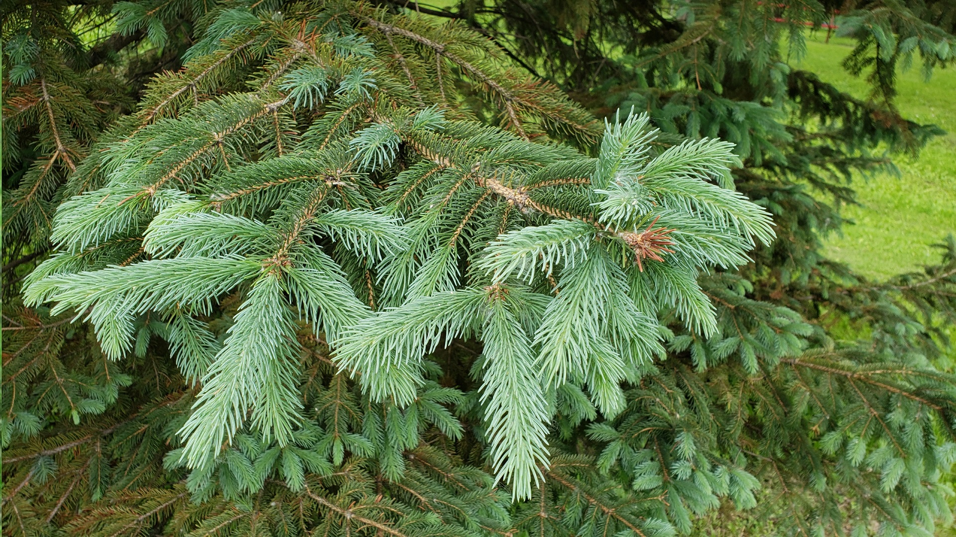 How to Make Spruce Tip Syrup | Chop & Brew